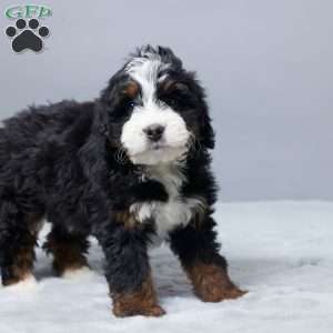 Nicolas, Mini Bernedoodle Puppy